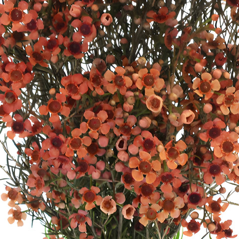 Spanish Orange Enhanced Wax Flowers May to November Delivery