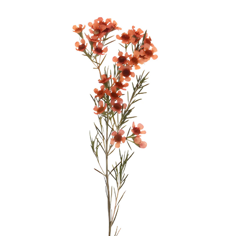 Spanish Orange Enhanced Wax Flowers May to November Delivery