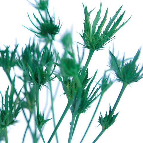 Pine Green Thistle Flowers