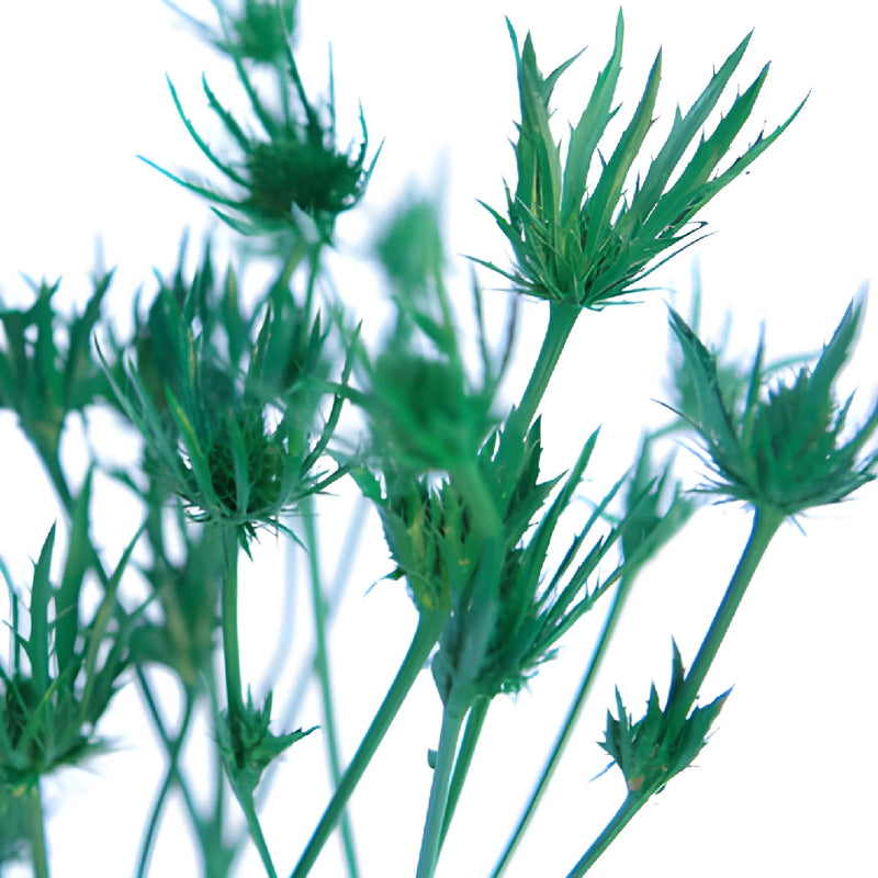 Pine Green Thistle Flowers