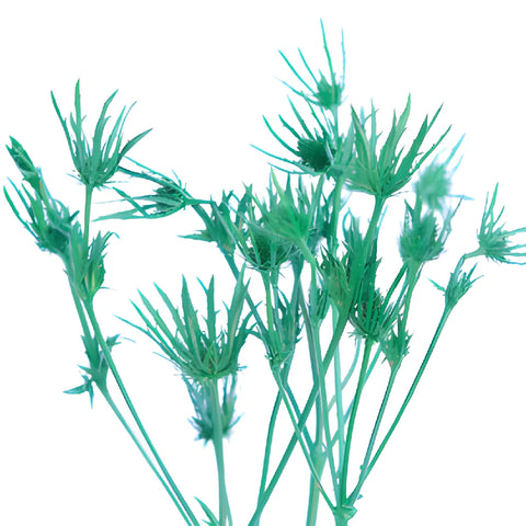 Pine Green Thistle Flowers