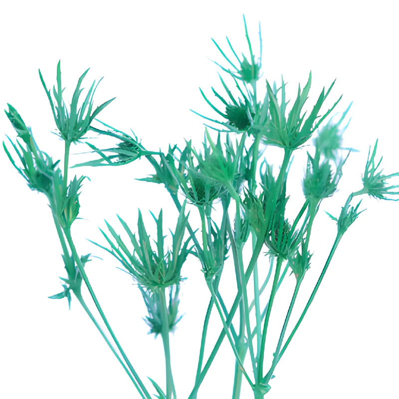 Pine Green Thistle Flowers