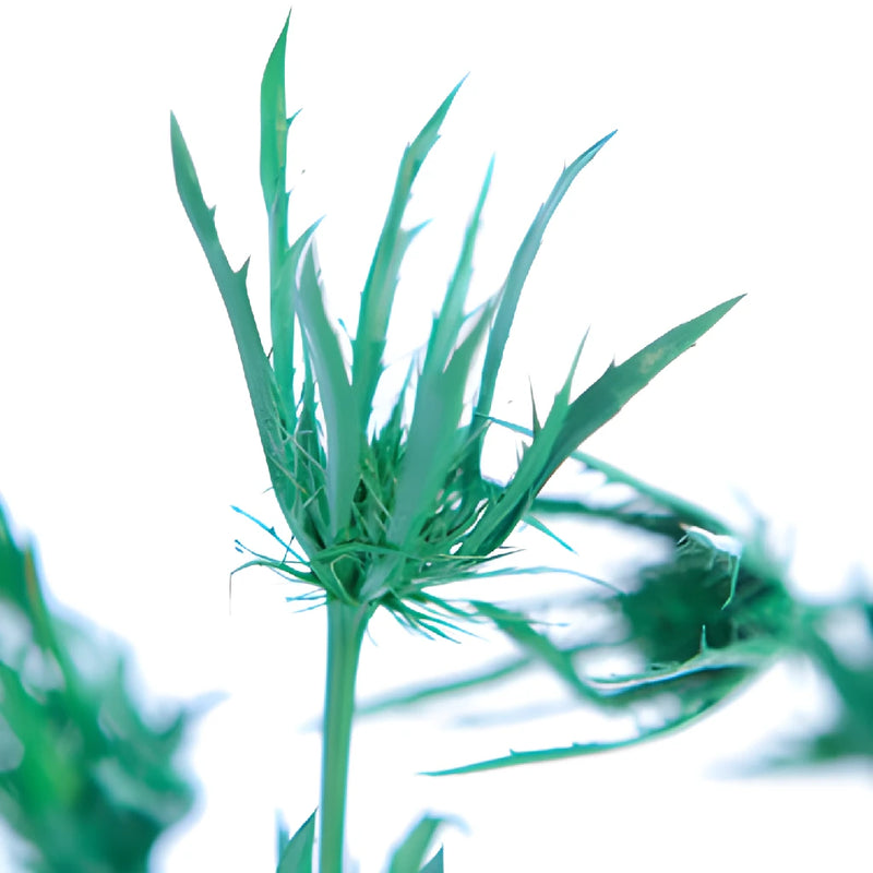 Pine Green Thistle Flowers