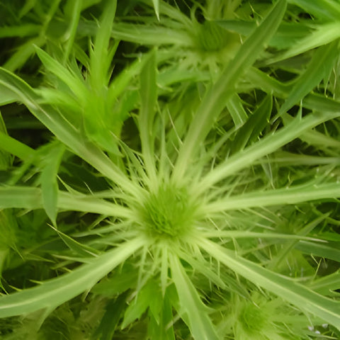 Lime Green Thistle Flowers