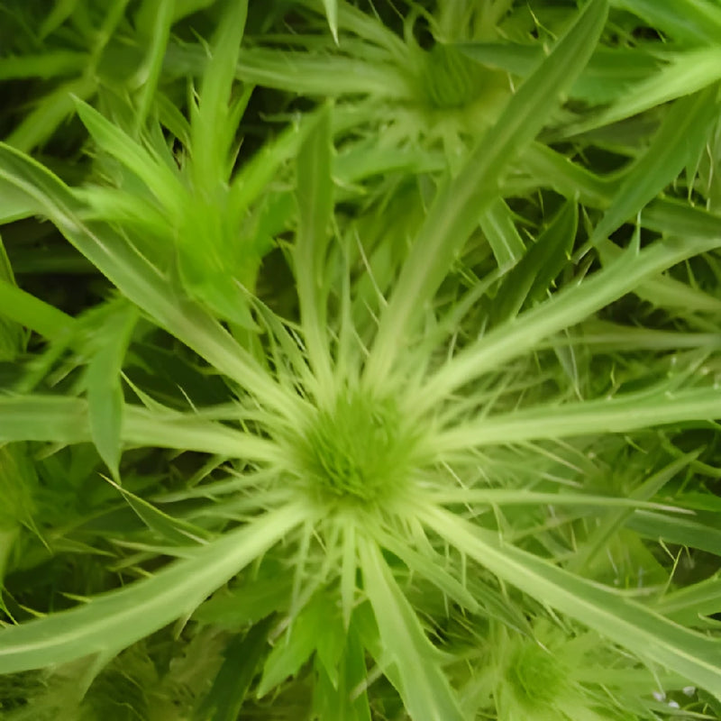 Lime Green Thistle Flowers
