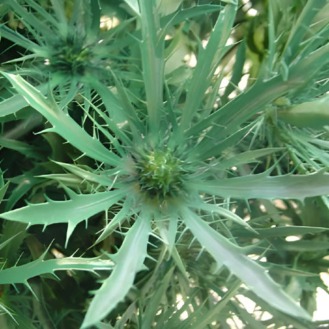 Pine Green Thistle Flowers