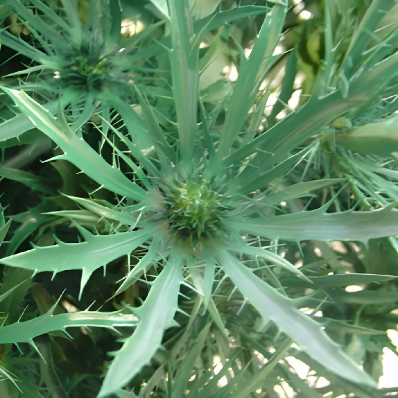 Pine Green Thistle Flowers