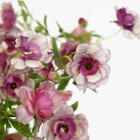 Thiva Close Up - Image