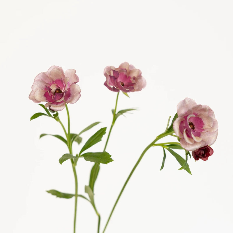 Thiva Stem - Image