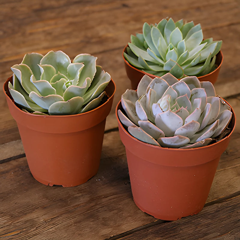 Save The California Succulent Growers DIY Flower Kit