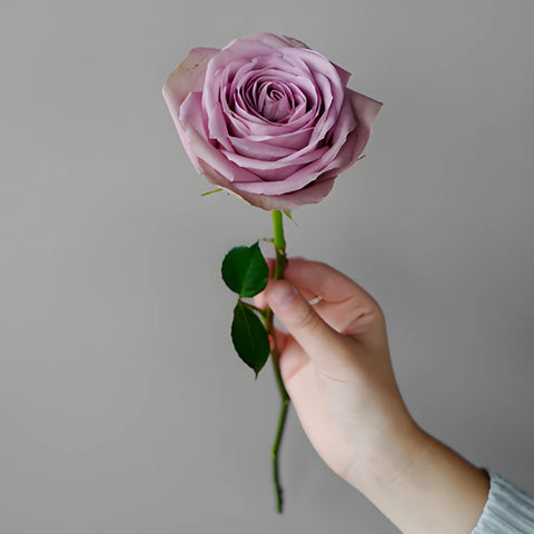 Royal Crown Rose