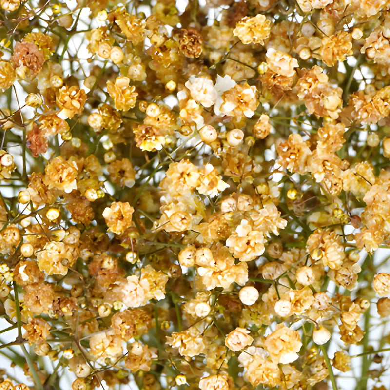 Champagne Baby's Breath Flower