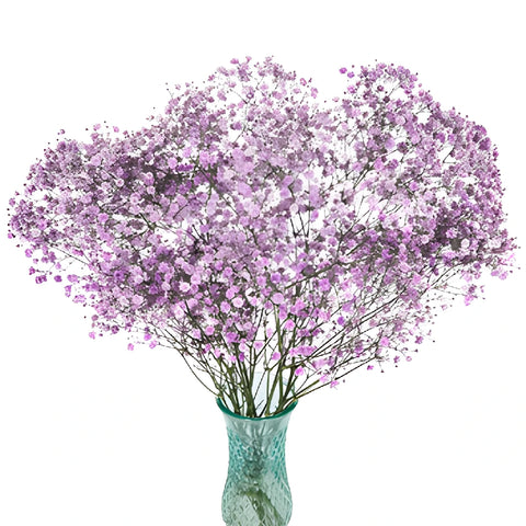 Lavender Airbrushed Baby's Breath Flower