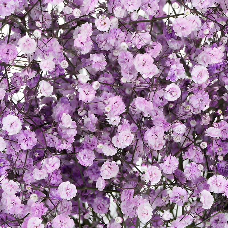 Lavender Airbrushed Baby's Breath Flower