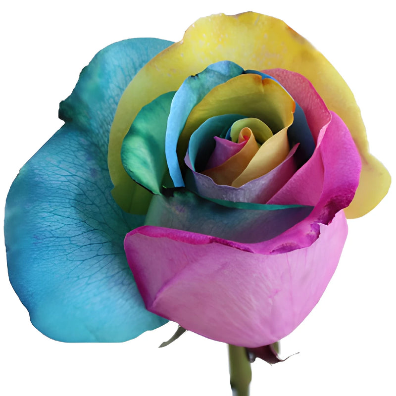 Star Burst Rainbow Roses