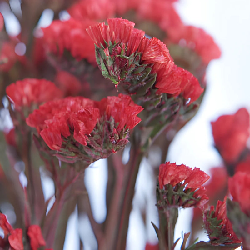 Red Tinted Statice Flower