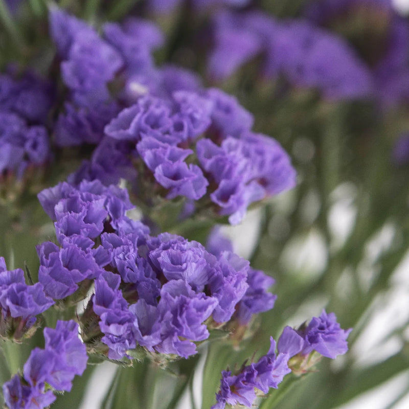Tissue Culture Statice Purplish Blue Flower Close Up - Image