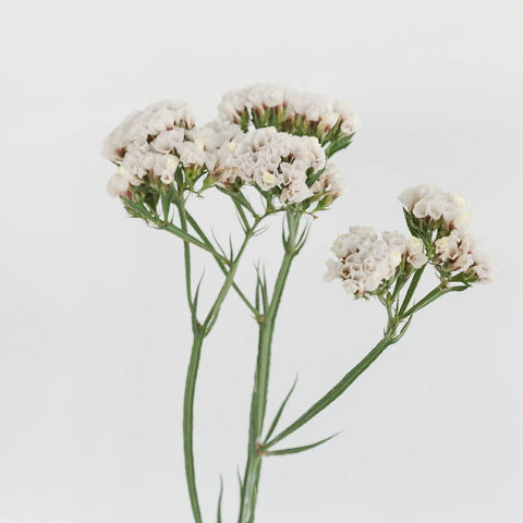 Tissue Culture Statice White Flower Stem - Image
