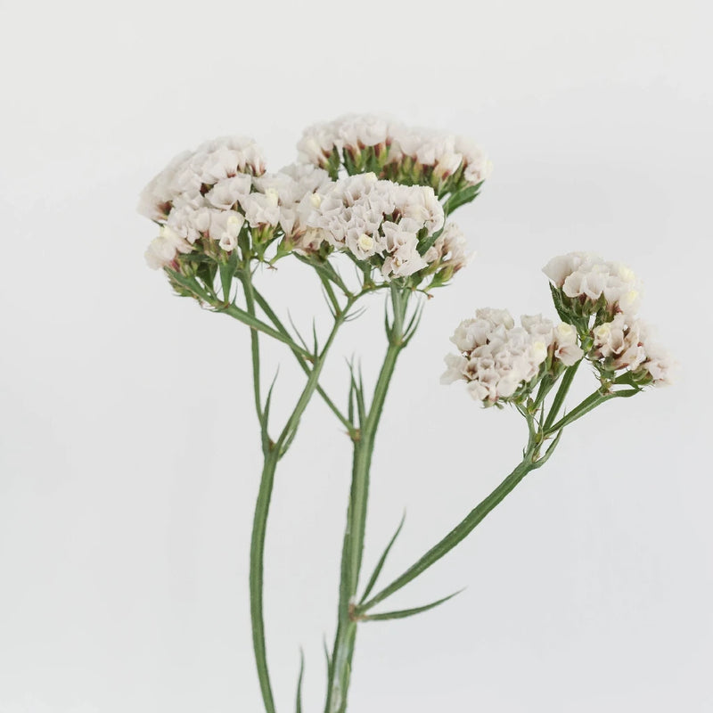 Tissue Culture Statice White Flower Stem - Image