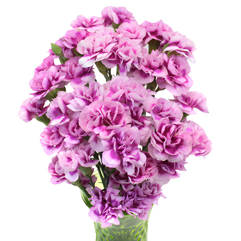 Trendy Mini Carnation Flowers In a vase