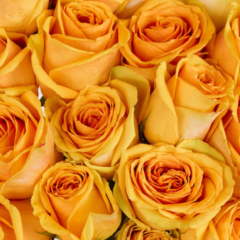 Tropic Versilla Roses Close Up - Image
