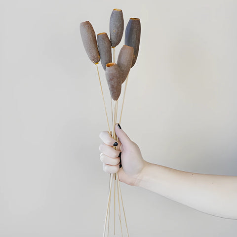 Dried Trumpet Pods