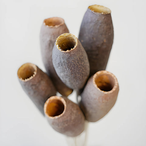 Dried Trumpet Pods
