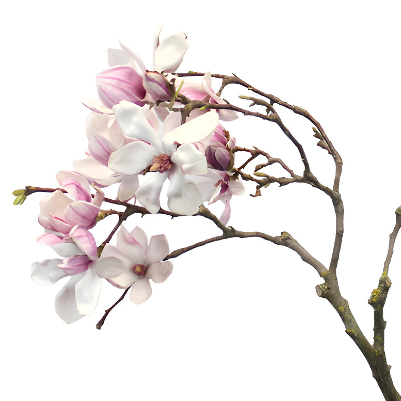 Wedding Tulip Magnolia Branches