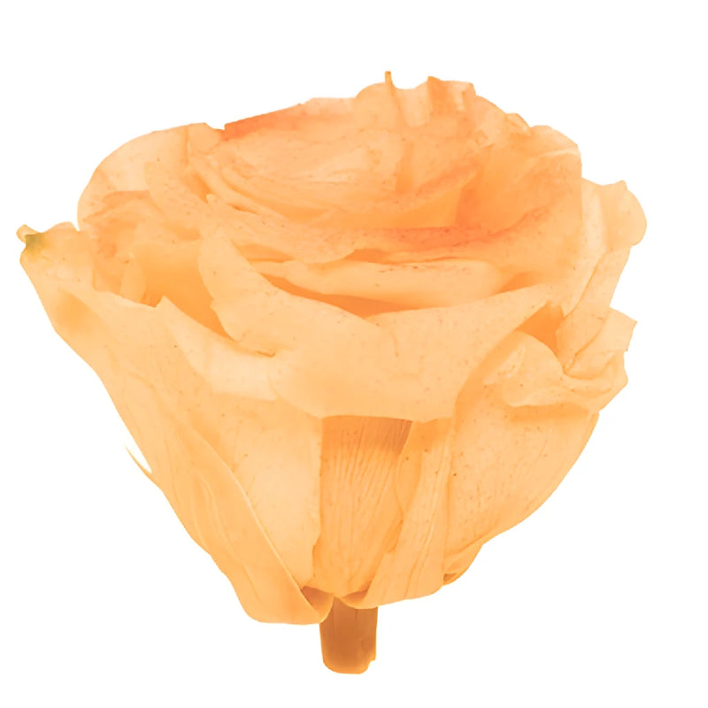 Preserved Tungurahua Powder Rose