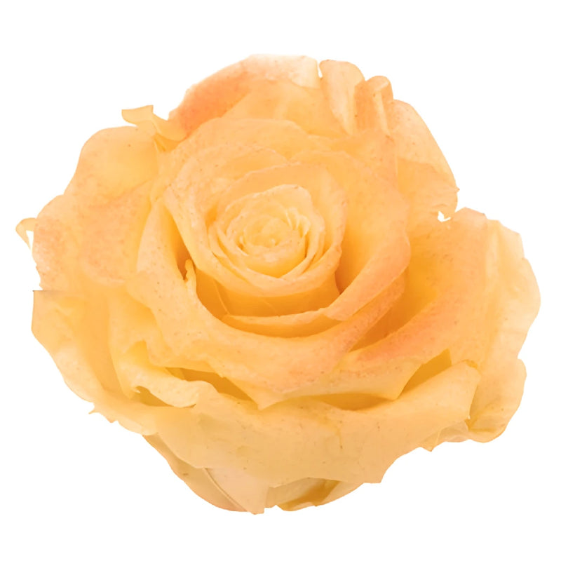 Preserved Tungurahua Powder Rose