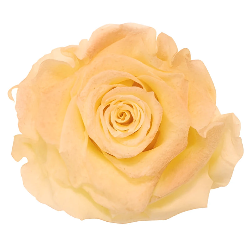 Preserved Tungurahua Powder Rose
