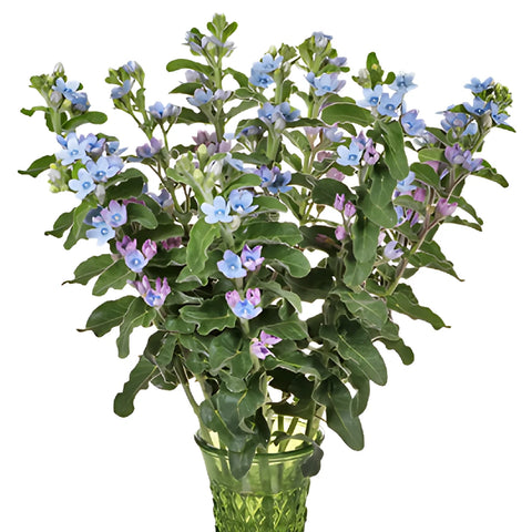 Soft Blue Designer Tweedia Flower