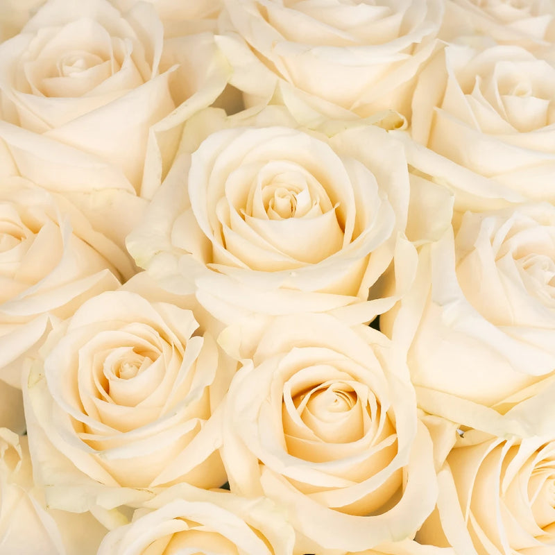 Vendela Ivory Rose Close Up - Image