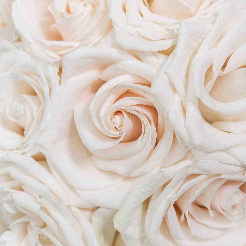 Choose Your Color Roses