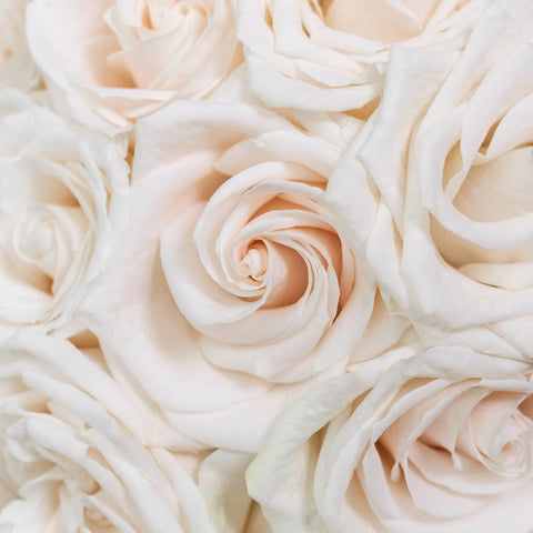 Vendela White Roses Up Close