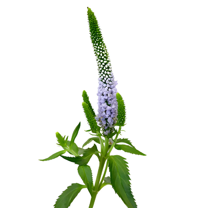 Periwinkle Lavender Veronica Flower