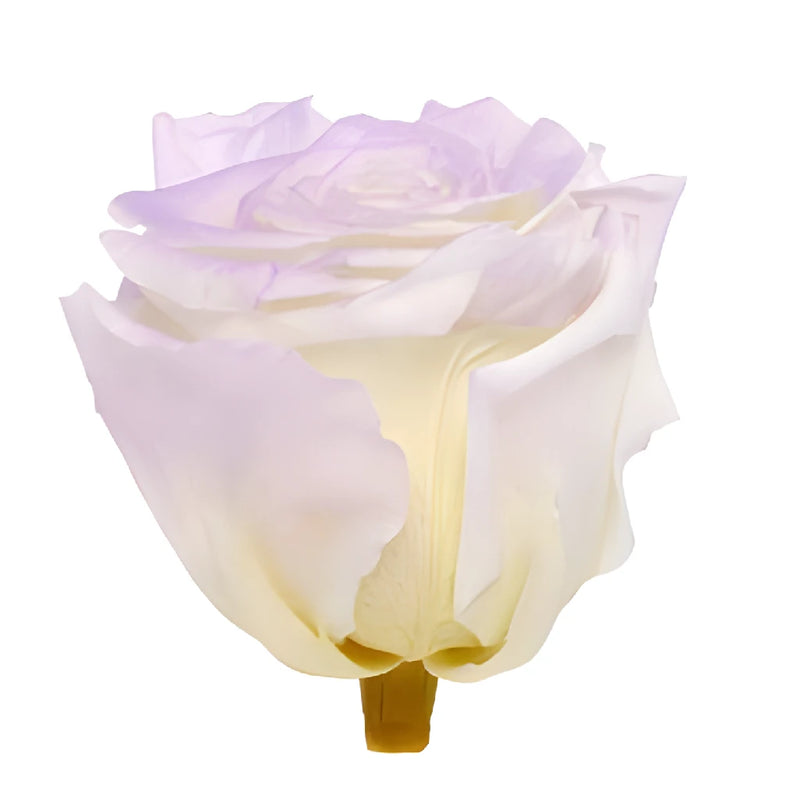 Preserved Violet Powder Rose