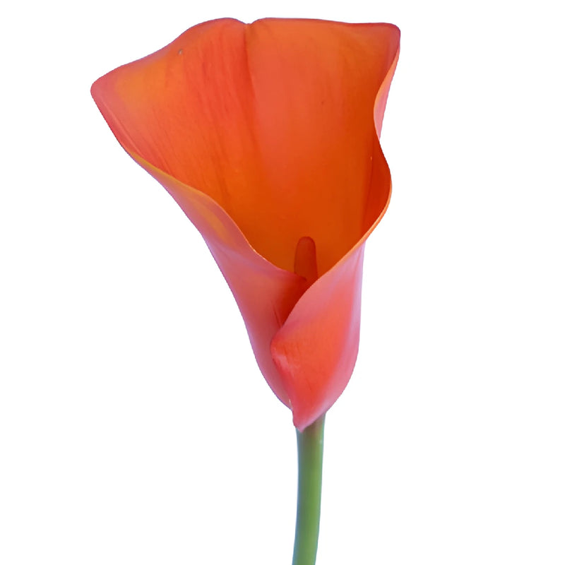 Mango Mini Calla Lily Flower