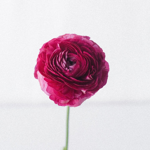 Watermelon Pink Ranunculus Flower Stem - Image