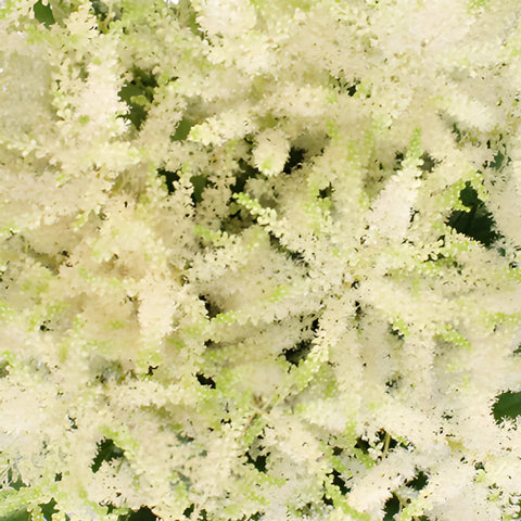 White Astilbe Flower May to October