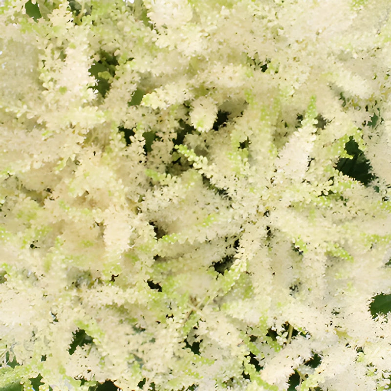 White Astilbe Flower May to October