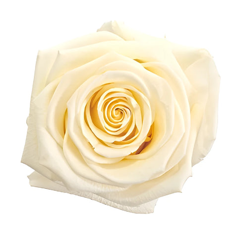 Preserved White Chocolate Rose