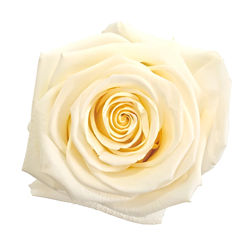 Preserved White Chocolate Rose