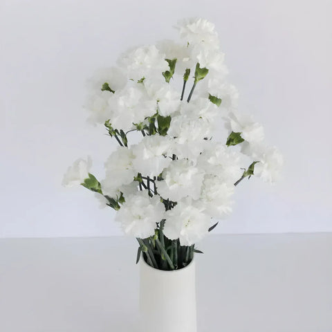 White Fresh Carnations