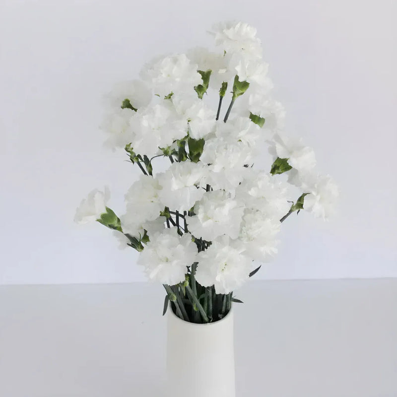 White Fresh Carnations