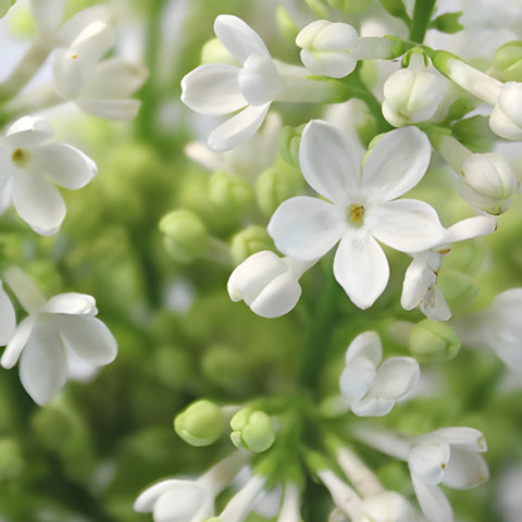 White Premium Lilac Flower