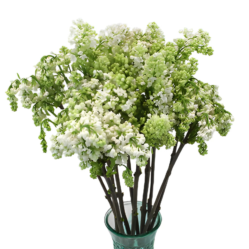 White Lilac Flower