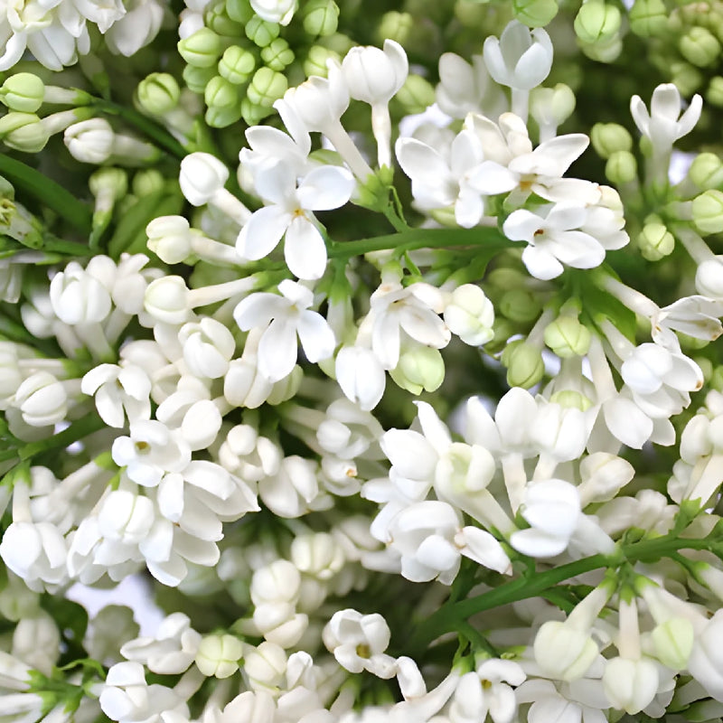 White Designer Lilac Flower