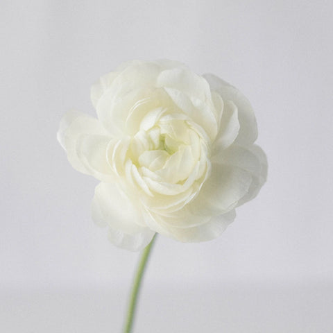White Ranunculus Fresh Cut Flower Stem - Image