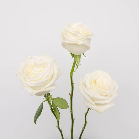 White Rose Mothers Day Special Stem - Image